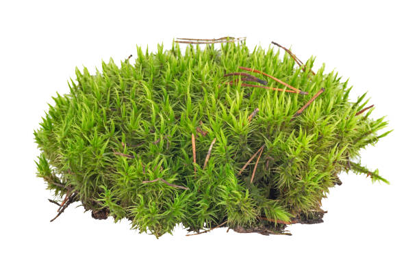 istock Fresh piece of green forest moss isolated on a white background 1849354838