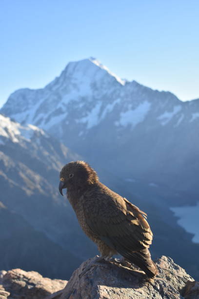 istock Kea side profile with my cook behind 1849354935