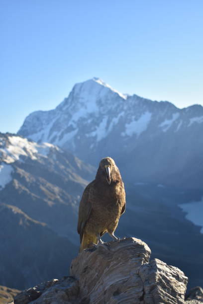 istock Kea infront of mt cook 1849355153