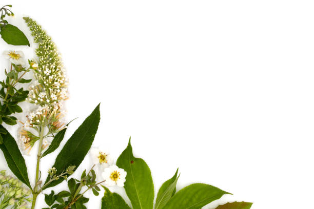 Flowers, medicinal herbs, plant leaves on white background, top view, flat lay with copy space