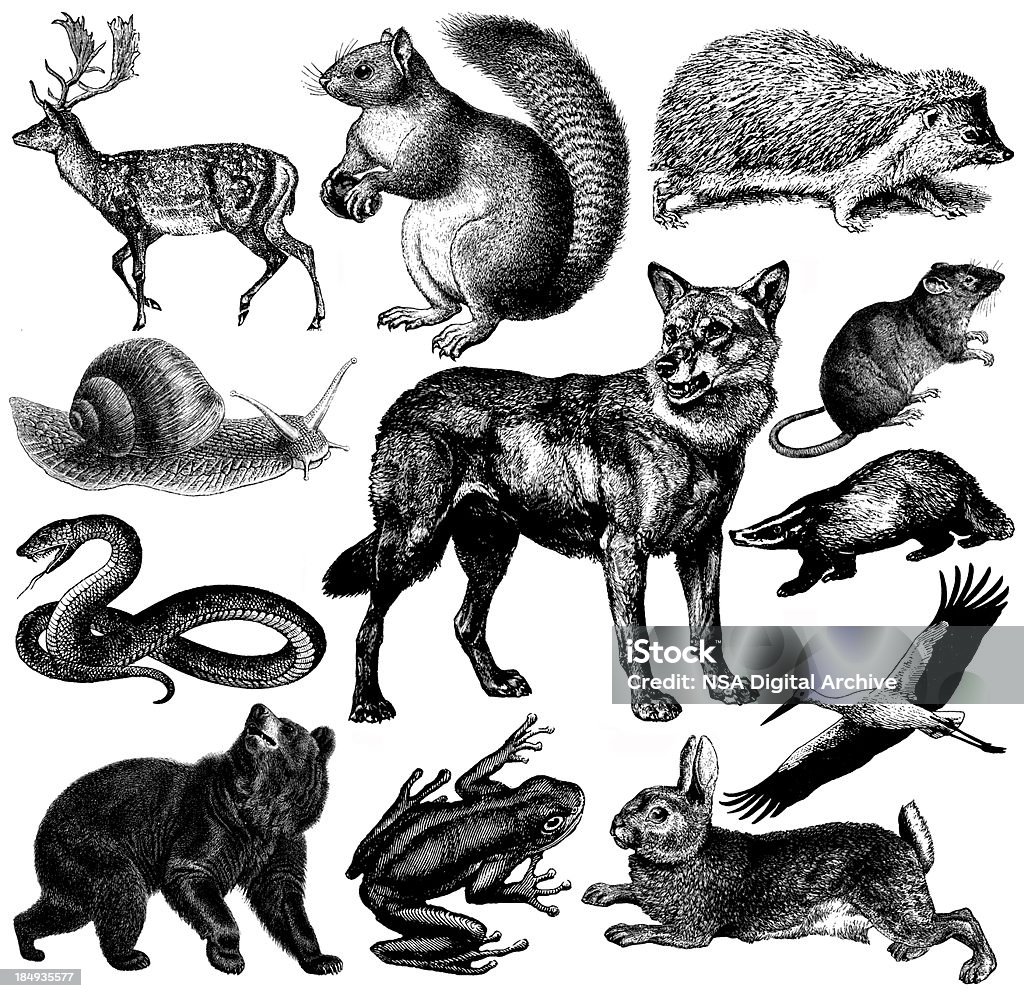 Europeia de Fauna ilustrações/Vintage Clipart de animais - Royalty-free Ilustração Ilustração de stock