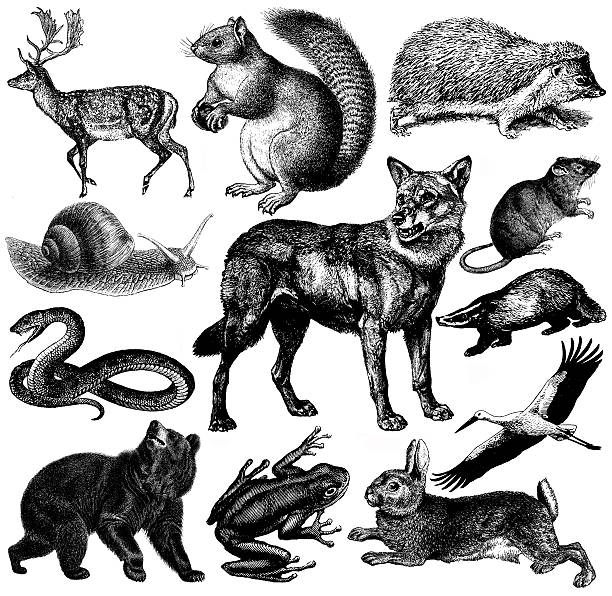 bildbanksillustrationer, clip art samt tecknat material och ikoner med european wildlife fauna illustrations | vintage animal clipart - djur illustrationer