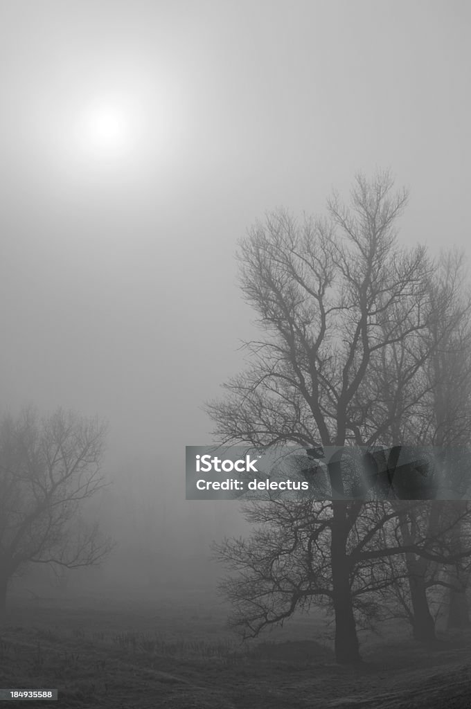 fog - Lizenzfrei Baum Stock-Foto