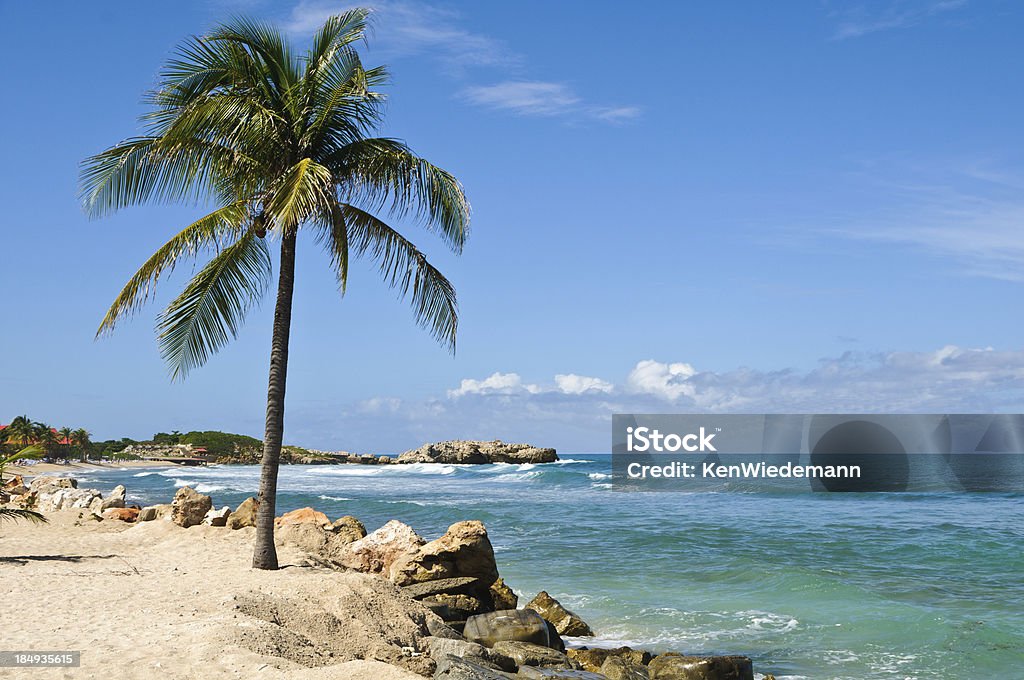 Tropical Palm Tree "A single coconut palm tree  on a beach in Labadee, Haiti" Beach Stock Photo