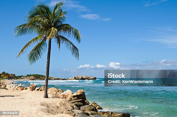 Tropical Palm Tree Stock Photo - Download Image Now - Beach, Breaking Wave, Caribbean Sea