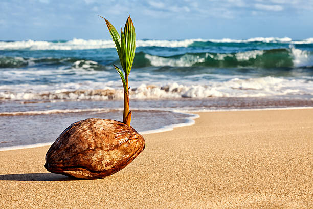 Photo of a cocunut palm tree seedling sprouting from a seed (coconut) on a Hawaiian beach.