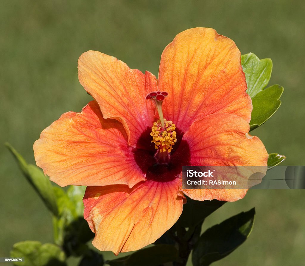 Laranja Orange hibisco - Foto de stock de Cultura do Havaí royalty-free