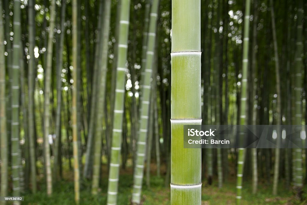 대나무 트렁크 - 로열티 프리 0명 스톡 사진