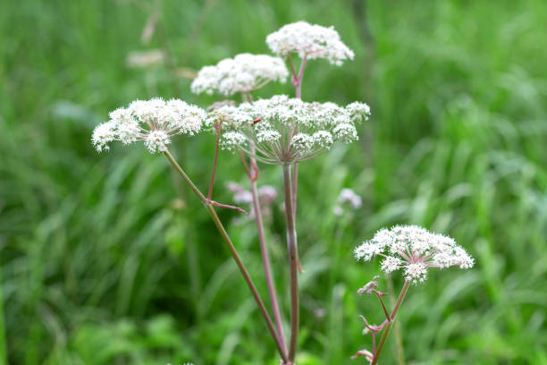 istock White flowers in a field 1849362788