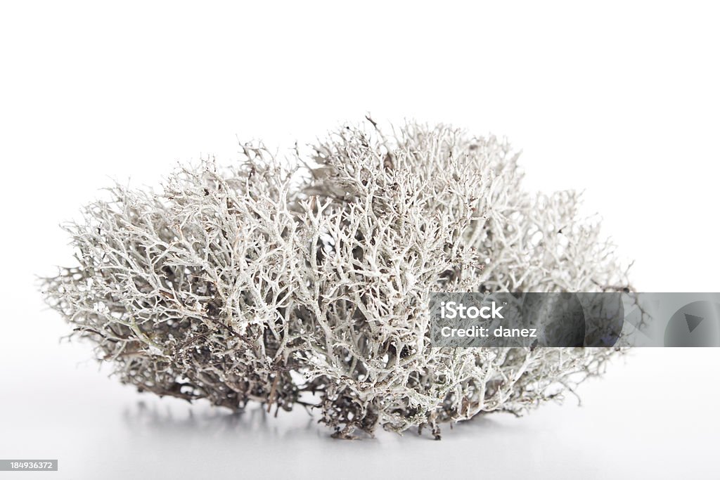 White moss White moss. Dried Plant Stock Photo