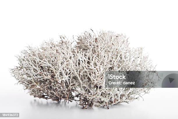 White Moss Stock Photo - Download Image Now - Dried Plant, Dry, Herb