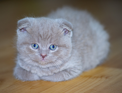 Cute little Scottish Fold kitten