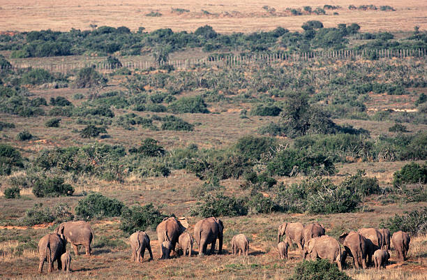 istock South Africa, African elephants. 184936587