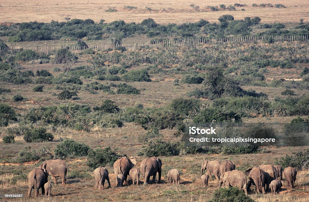 Republika Południowej Afryki, afrykańskie słonie. - Zbiór zdjęć royalty-free (Addo Elephant National Park)