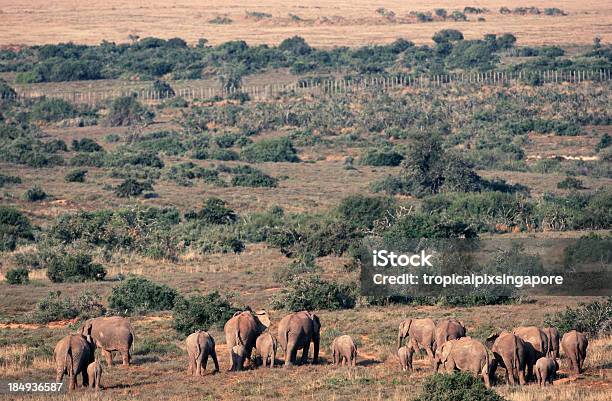 Republika Południowej Afryki Afrykańskie Słonie - zdjęcia stockowe i więcej obrazów Addo Elephant National Park - Addo Elephant National Park, Afryka, Bez ludzi