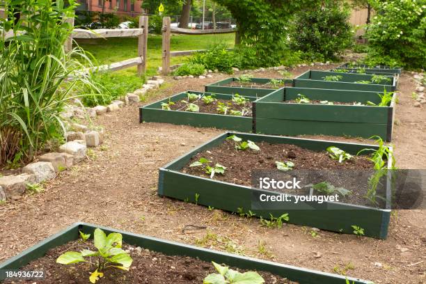 学校の庭園 - ガーデニングのストックフォトや画像を多数ご用意 - ガーデニング, トマト, トマトの苗