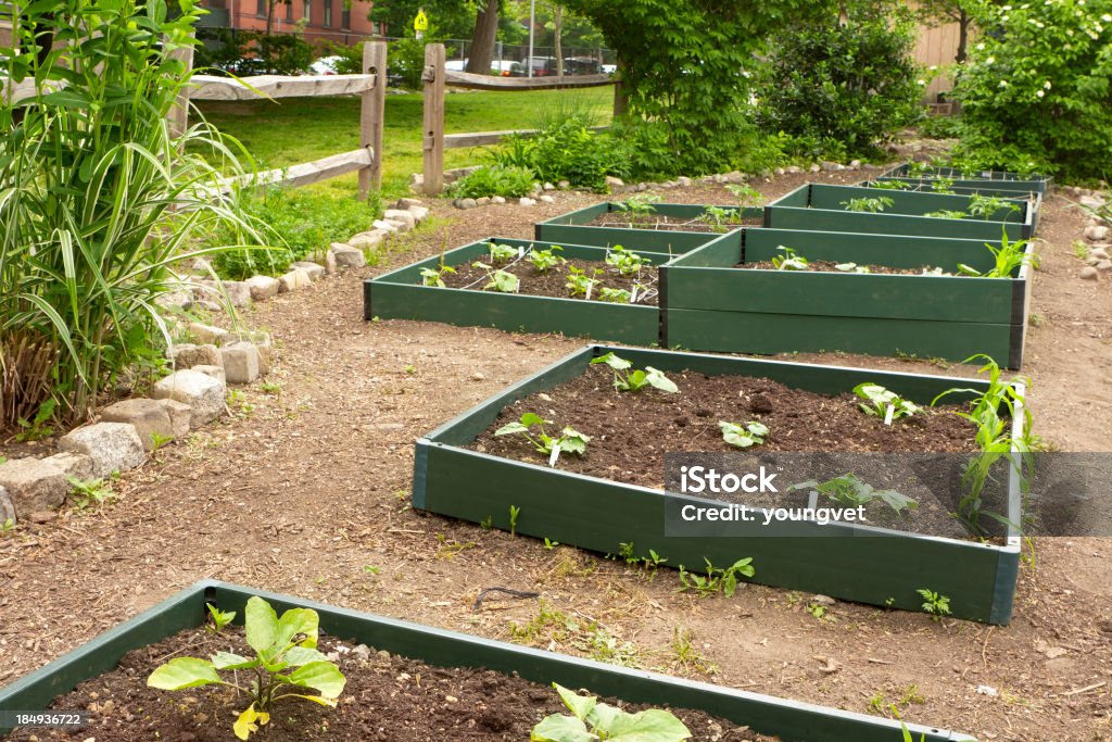 School garden "A vegetable garden at an inner city elementary school. The garden helps to teach the students the basics of organic farming by having them be responsible for their own plant. The garden includes corn, tomato plants and several other vegetables.See related:" Box - Container Stock Photo