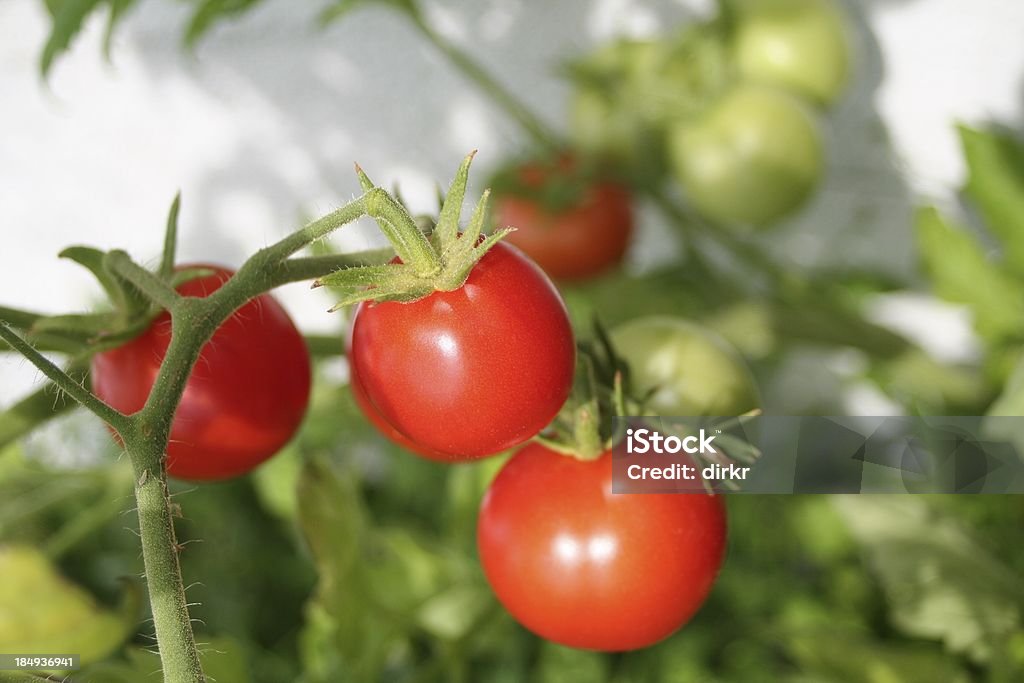 Growing Tomatoes "Tomatoes red and green ones, focus on the center fruit." Beefsteak Tomato Stock Photo