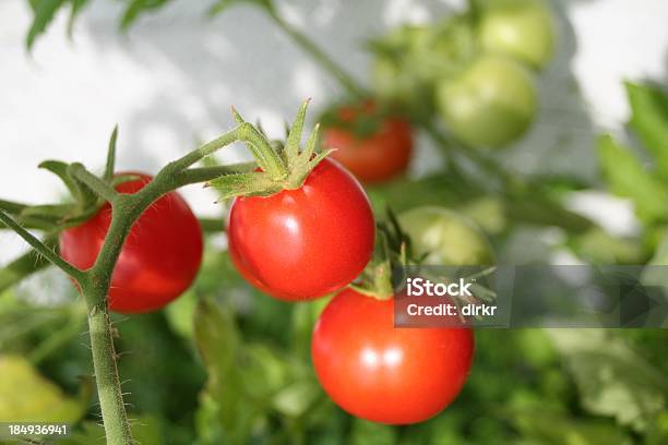 Growing Tomatoes Stock Photo - Download Image Now - Beefsteak Tomato, Defocused, Food