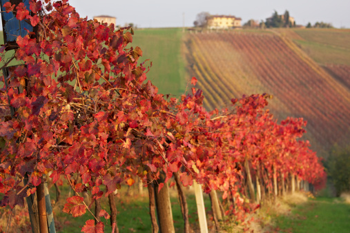 Colourful foliage in Lambrusco vineyard in Castelvetro of Modena. Italy.