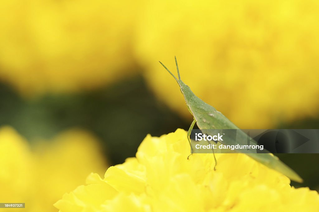 Cricket on Marigold flower African Marigold Stock Photo