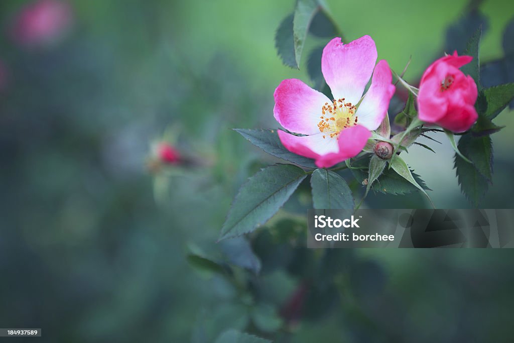 Rosa Canina - Photo de Églantine libre de droits