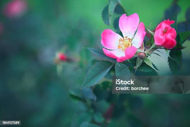 Photo libre de droit de Rosa Canina banque d'images et plus d'images libres de droit de Églantine - Églantine, Baie d'églantier, Épine - Caractéristiques de la végétation