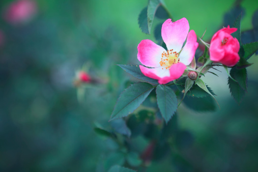 Wild rose blossom.