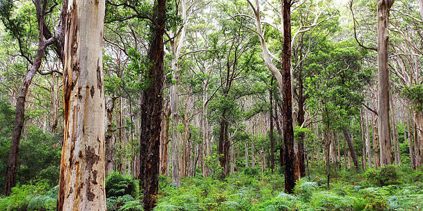 istock Karri forest near Margaret River, Australia 184937669