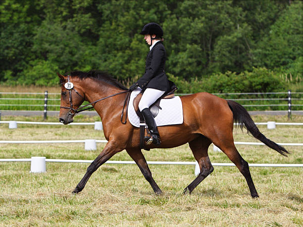 istock Competing in Dressage 184937909
