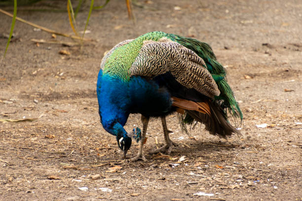 istock peacock in the park 1849380432