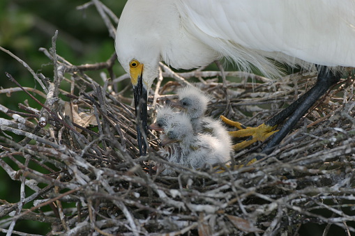 snowy egret in florida with newborn chicks