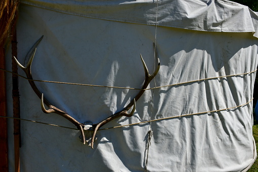 A close up on antlers or horns of a big wild animal attached with rope to a cloth tent set up as a part of medieval camp spotted on a sunny summer day on a Polish countryside during a hike