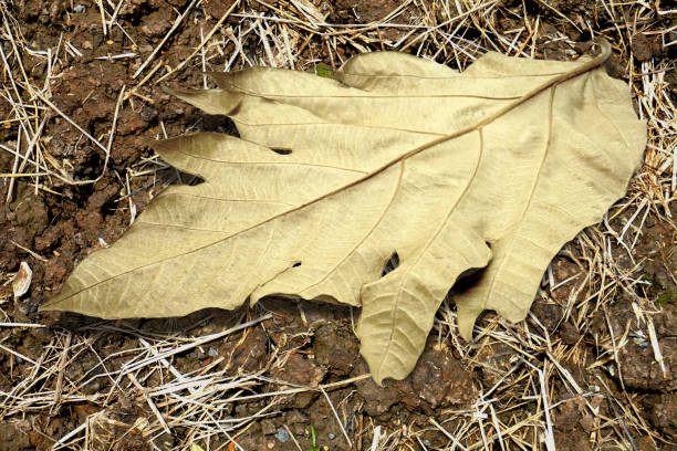 istock Leaves, isolated plants, dried leaves, brown leaves 1849384716