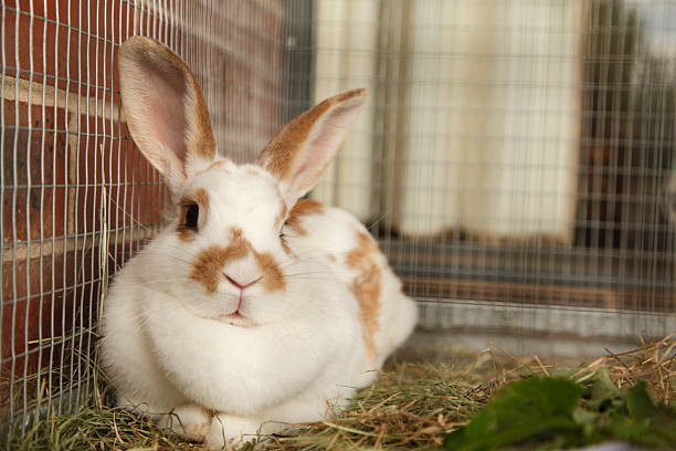 Pet Rabbit Pet rabbit in its cage cage photos stock pictures, royalty-free photos & images