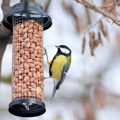 Great Tit (Parus major) on a bird table