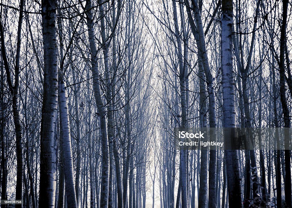 árboles - Foto de stock de Aire libre libre de derechos