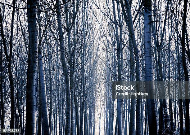 Photo libre de droit de Arbres banque d'images et plus d'images libres de droit de Arbre - Arbre, Arbre sans feuillage, Arbre à feuilles caduques