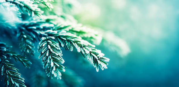 frost-überdachte spruce tree branch - woods tree panoramic snow stock-fotos und bilder