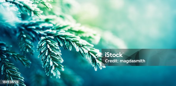 istock frost-covered spruce tree branch 184938778