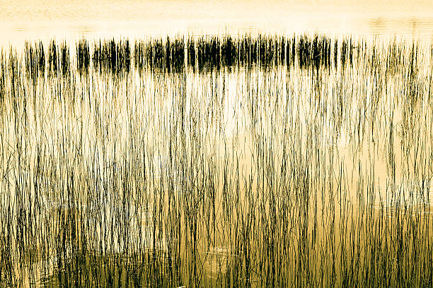 istock Marsh grass along lake in golden sunset hue 184938824
