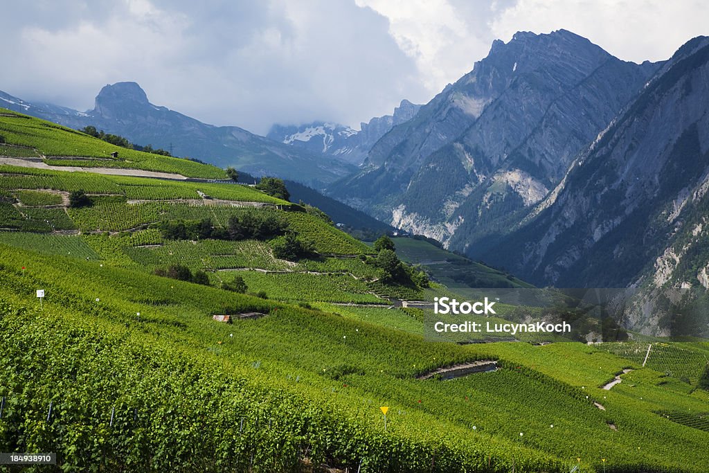 Weinberg - Lizenzfrei Agrarbetrieb Stock-Foto