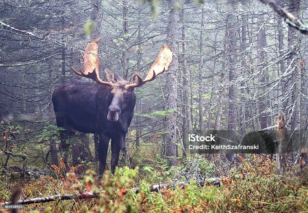 Bull Moose in Foggy Woods A large bull moose stands in a foggy woods in Maine. Maine Stock Photo