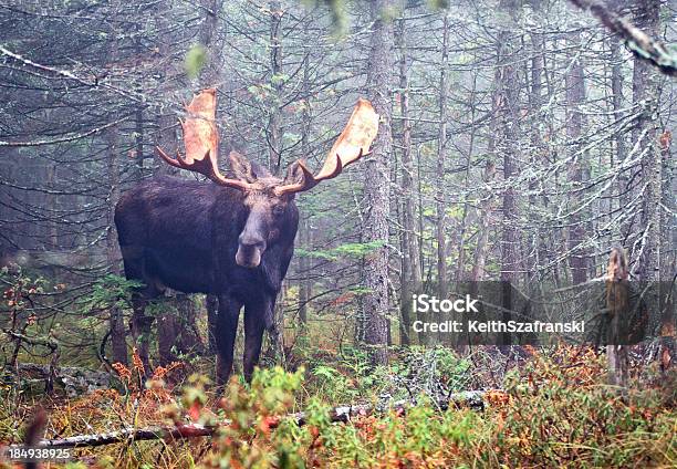 Bull Moose In Foggy Woods Stock Photo - Download Image Now - Maine, Moose, Animal