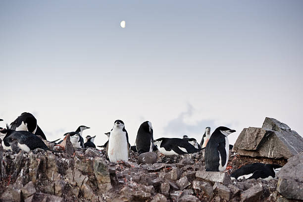 nasting in der antarktis - nature antarctica half moon island penguin stock-fotos und bilder