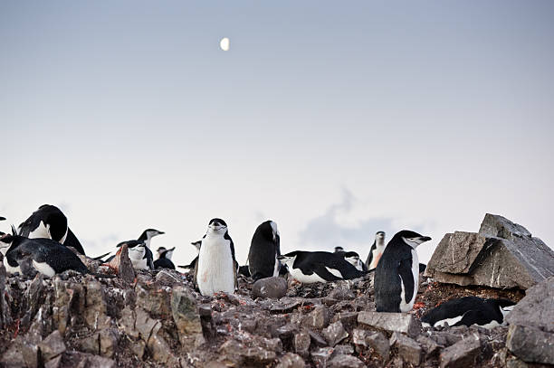 nasting в антарктике - half moon island horizontal penguin animal стоковые фото и изображения