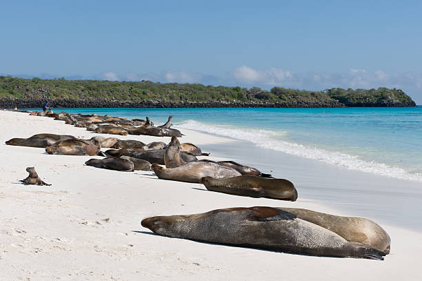 istock Galapagos Seal Lions on a beach 184939138