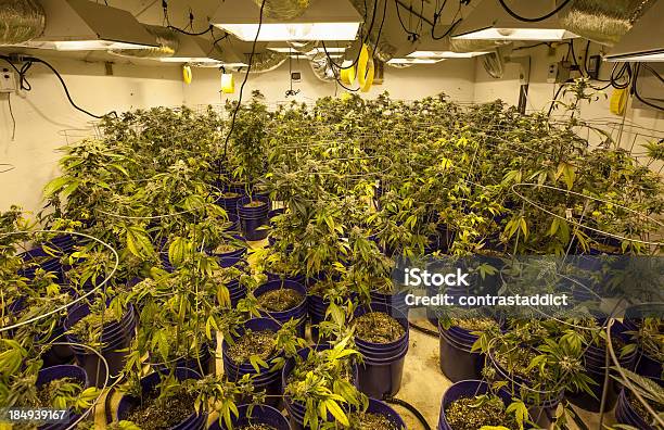 Indoor Maconha Grow - Fotografias de stock e mais imagens de Conduta de Ar - Conduta de Ar, Planta de canábis, Estufa - Estrutura Feita pelo Homem