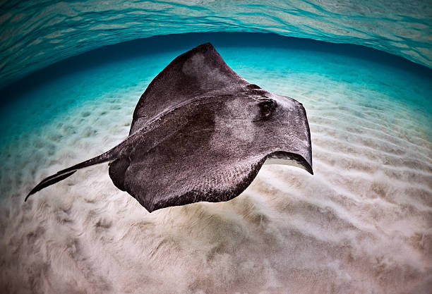 istock Stingray in the sea 184939284