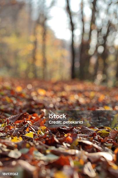 Caído Hojas Otoñales Foto de stock y más banco de imágenes de Acostado - Acostado, Aire libre, Aislado